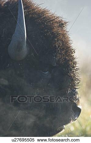 face close up side view portrait male bisons View Large Photo Image Stock Photography - face close up side view portrait male bisons. Fotosearch