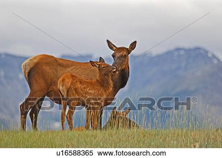 Stock Photography -  family baby awild mother elk nuzzles standing . Fotosearch