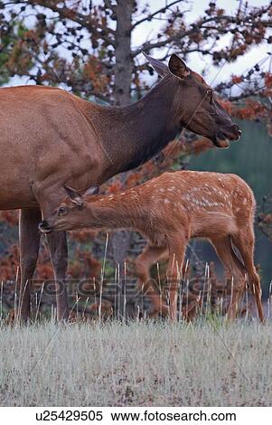 Stock Photography -  family baby elk calf heading for some milk . Fotosearch