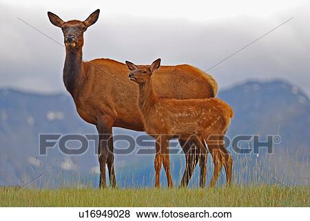 family baby mother elk standing hill in jasper View Large Photo Image Stock Photo - family baby mother elk standing hill in jasper. Fotosearch