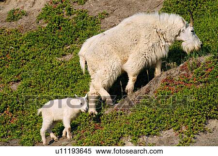 family baby nature mother mountain goat feeding View Large Photo Image Stock Photography - family baby nature mother mountain goat feeding. Fotosearch