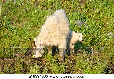 Stock Photography -  family baby nature mother white wild mountain. Fotosearch