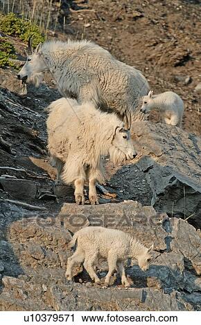 Stock Image -  family baby nature white wild mountain goats . Fotosearch