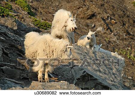 family baby nature white wild mountain goats View Large Photo Image Stock Image - family baby nature white wild mountain goats . Fotosearch