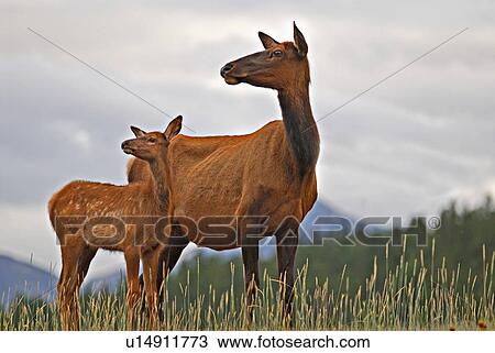family baby wild mother elk standing hill View Large Photo Image Stock Image - family baby wild mother elk standing hill . Fotosearch