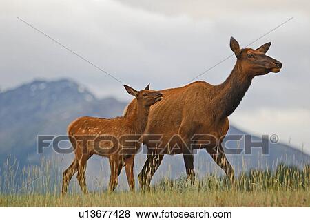 family baby wild mother elk walkingon hill View Large Photo Image Stock Photo - family baby wild mother elk walkingon hill . Fotosearch