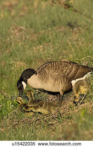 Stock Photography -  family food mother canada goose showing find . Fotosearch
