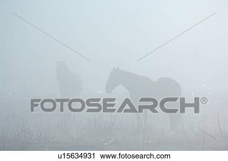 family horse wild alberta horses pasturing View Large Photo Image Stock Image - family horse wild alberta horses pasturing . Fotosearch