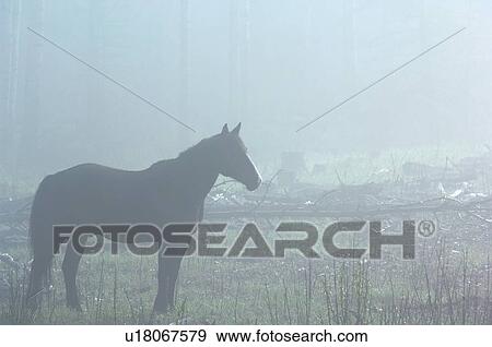 Stock Photo -  family horse wild alberta standing in mist . Fotosearch