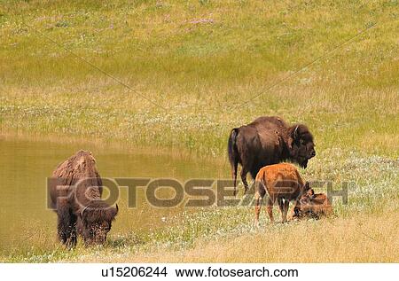 family summer bison mother twin calves munches View Large Photo Image Picture - family summer bison mother twin calves munches. Fotosearch