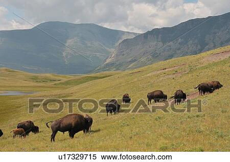 family summer herd wild bison grazing grass View Large Photo Image Stock Photography - family summer herd wild bison grazing grass . Fotosearch