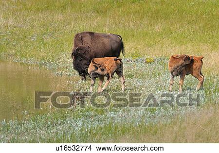 family summer mother bison twin calves waterhole View Large Photo Image Picture - family summer mother bison twin calves waterhole. Fotosearch