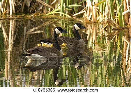 Stock Photograph -  family water canada geese swimming in calm pond. Fotosearch