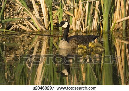 Stock Photo -  family water mother canada goose swimming fluffy. Fotosearch
