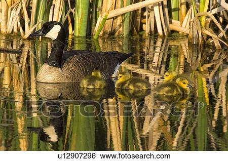 Stock Photograph -  family water mother canada goose swimming some. Fotosearch