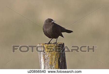 Stock Image -  female brown headed cowbird fence post cowbirds. Fotosearch
