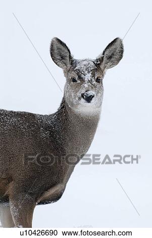 female mule deer standing in freshly fallen snow View Large Photo Image Stock Image - female mule deer standing in freshly fallen snow. Fotosearch