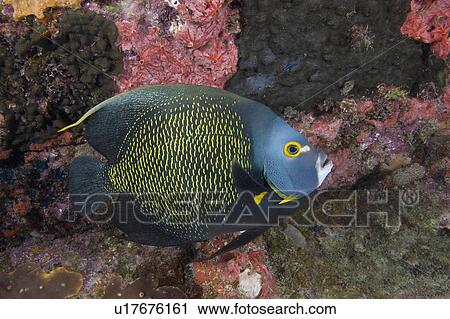 fish french angelfish paru florida keys fknms View Large Photo Image Stock Image - fish french angelfish paru florida keys fknms. Fotosearch