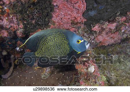 fish french angelfish paru florida keys fknms View Large Photo Image Stock Photograph - fish french angelfish paru florida keys fknms. Fotosearch