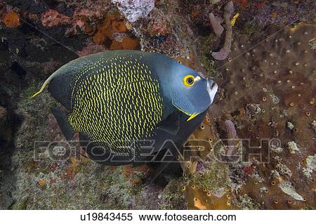 Stock Photography -  fish french angelfish paru florida keys fknms. Fotosearch