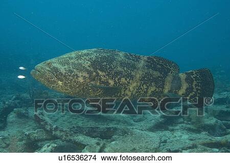 Picture -  fish goliath grouper itajara critically species. Fotosearch
