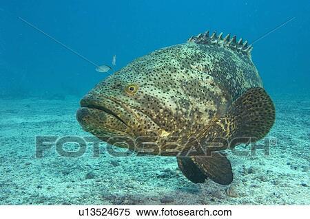 fish goliath grouper itajara critically species View Large Photo Image Stock Photography - fish goliath grouper itajara critically species. Fotosearch