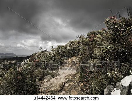 Picture -  floral cape kingdom point western south africa. Fotosearch