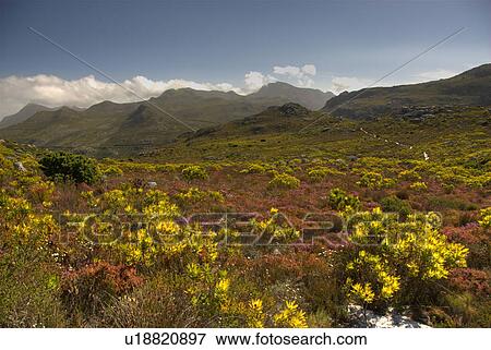 floral cape kingdom point western south africa View Large Photo Image Stock Photo - floral cape kingdom point western south africa. Fotosearch