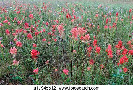 flower close up bunch wild indian paintbrush View Large Photo Image Stock Image - flower close up bunch wild indian paintbrush . Fotosearch