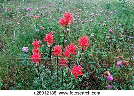 Stock Photo -  flower close up bunch wild indian paintbrush s. Fotosearch