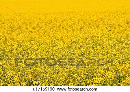 Stock Image -  flower close up horizontal image field yellow . Fotosearch