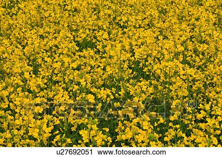 Stock Image -  flower close up landscape image farm field crop. Fotosearch