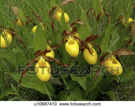 flower couple large yellow lady slippers rare View Large Photo Image Stock Image - flower couple large yellow lady slippers rare. Fotosearch