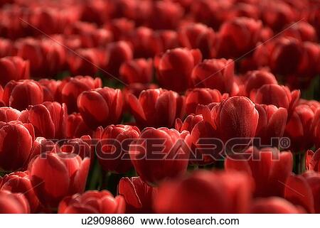 flower deep red tulips 9 tulip monochrome bulb s View Large Photo Image Stock Image - flower deep red tulips 9 tulip monochrome bulb s. Fotosearch
