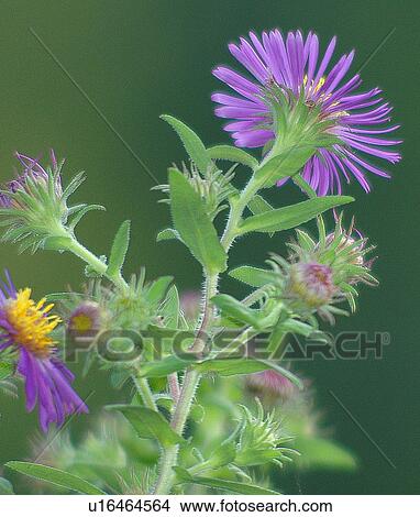 flower family nature aster asters s plant botany View Large Photo Image Picture - flower family nature aster asters s plant botany. Fotosearch