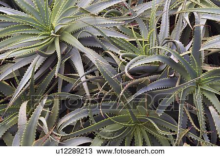 Stock Image -  flower floral aloe vera succulent fleshy thorn. Fotosearch