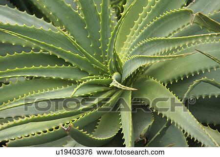 Stock Photograph -  flower floral aloe vera succulent fleshy thorn. Fotosearch