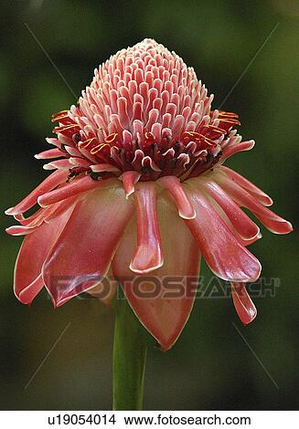 flower floral beautiful exotic tropical annual View Large Photo Image Picture - flower floral beautiful exotic tropical annual. Fotosearch