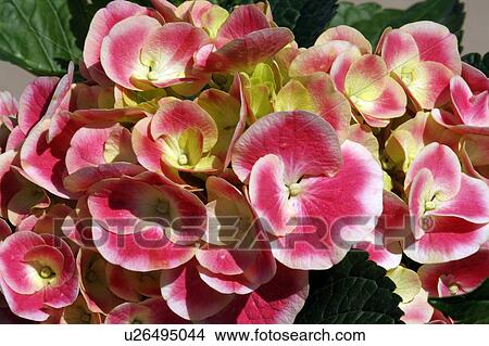 Picture -  flower floral bigleaf hydrangea deciduous shrub. Fotosearch