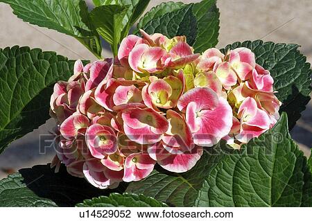Stock Image -  flower floral bigleaf hydrangea deciduous shrub. Fotosearch