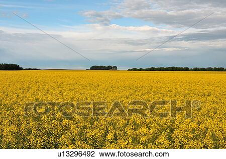 Stock Image -  flower horozontal image farm field planted cropp. Fotosearch
