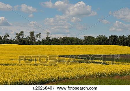 flower horozontal image farm field planted crop View Large Photo Image Stock Photo - flower horozontal image farm field planted crop. Fotosearch