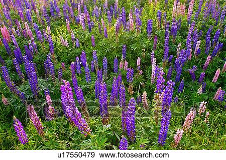 flower horozontal image field lupin s growing View Large Photo Image Stock Photo - flower horozontal image field lupin s growing . Fotosearch