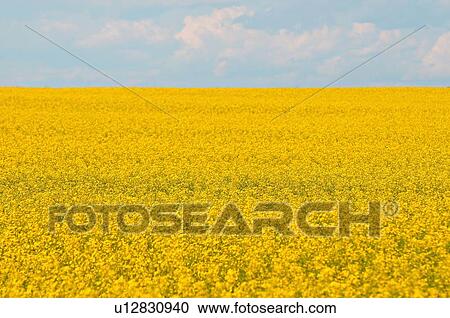 Stock Image -  flower landscape image farm field planted crop. Fotosearch