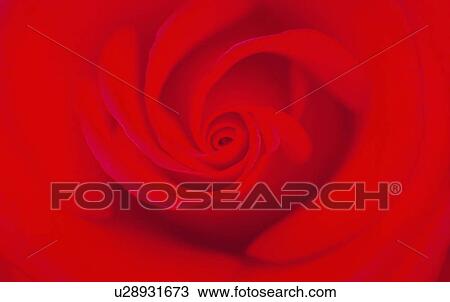 flower love rose floral red roses horizontal View Large Photo Image Stock Image - flower love rose floral red roses horizontal. Fotosearch