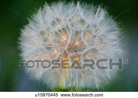 flower nature close up view wildflower head seed View Large Photo Image Stock Photography - flower nature close up view wildflower head seed. Fotosearch