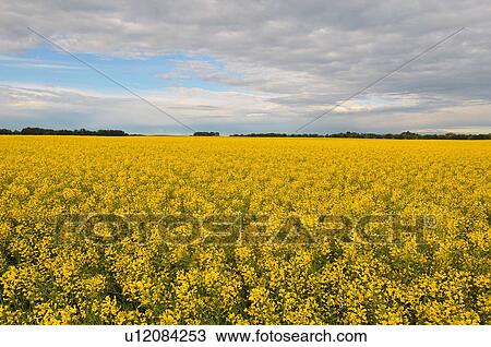 flower nature farm field planted yellow crop View Large Photo Image Stock Image - flower nature farm field planted yellow crop . Fotosearch
