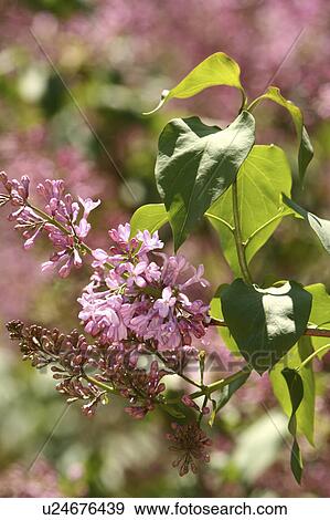 flower nature raw lilac syringa vulgaris cluster View Large Photo Image Stock Photo - flower nature raw lilac syringa vulgaris cluster. Fotosearch