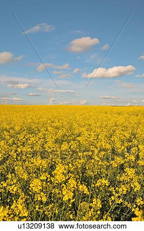 Stock Photo -  flower nature vertical image farm field planted. Fotosearch