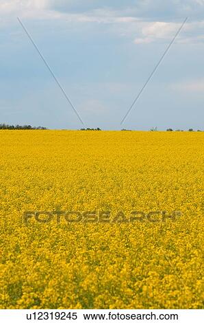 flower nature vertical image farm field View Large Photo Image Stock Photography - flower nature vertical image farm field . Fotosearch